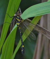 Macromia urania