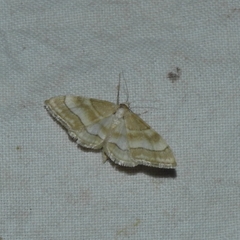 Idaea circuitaria
