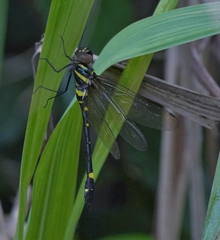 Macromia urania