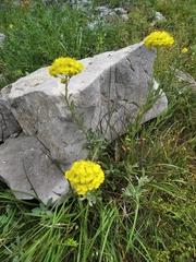 Alyssum trichostachyum
