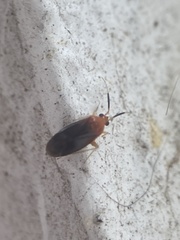 Rhinocapsus rubricans