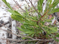 Polygonella polygama polygama