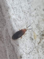 Rhinocapsus rubricans