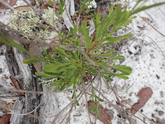 Polygonella polygama polygama