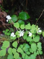 Thalictrum clavatum
