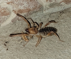 Eremobatinae