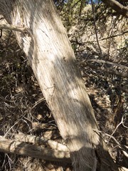 Juniperus arizonica
