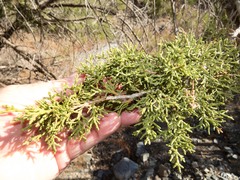 Juniperus arizonica