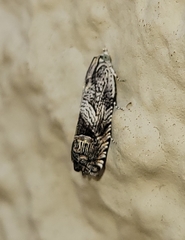 Ofatulena duodecemstriata