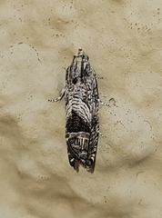 Ofatulena duodecemstriata