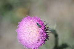 Trichodes quadriguttatus
