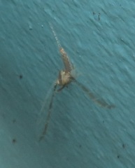 Cloeon smaeleni
