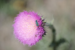 Trichodes quadriguttatus