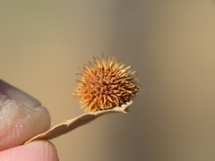 Cynips acraspiformis