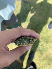 Trachemys scripta elegans