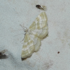 Idaea circuitaria