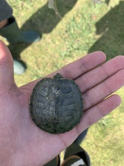 Trachemys scripta elegans