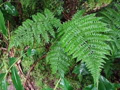 Dryopteris azorica