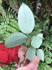 © hyhuang, some rights reserved (CC-BY-NC)