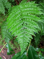 Dryopteris azorica