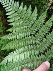 Dryopteris azorica