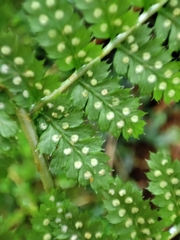 Dryopteris azorica