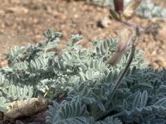 Astragalus leucolobus