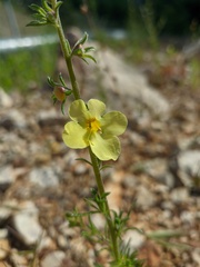 Verbascum orientale