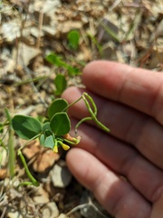 Coronilla scorpioides