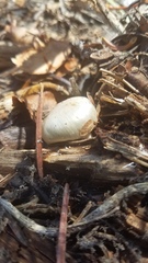 Pholiota nubigena