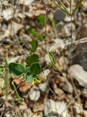 Coronilla scorpioides