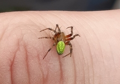 Araniella opisthographa