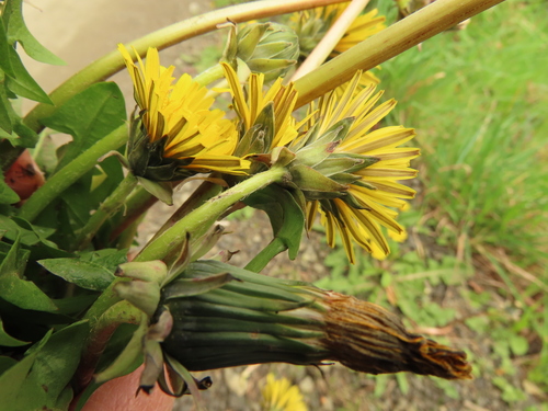 Thames dandelion (Taraxacum tamesense)