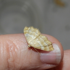 Idaea circuitaria