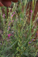 Onobrychis megataphros