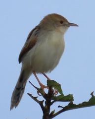 Cisticola chiniana