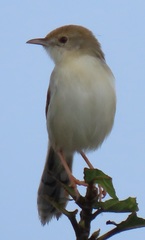 Cisticola chiniana