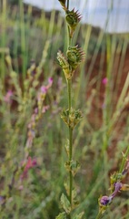 Onobrychis megataphros