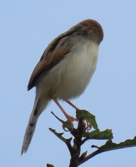 Cisticola chiniana