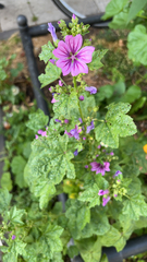 Malva sylvestris