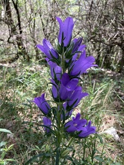 Campanula speciosa