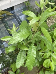 Morella caroliniensis