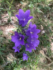 Campanula speciosa