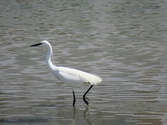Egretta garzetta