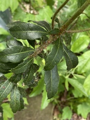 Morella caroliniensis