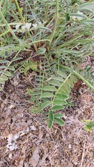 Onobrychis megataphros