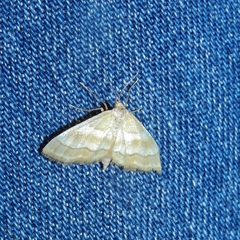 Idaea circuitaria