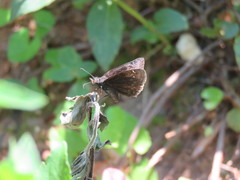 Erynnis