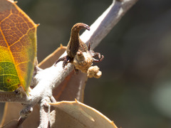 Disholcaspis pedunculoides