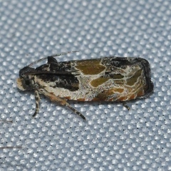 Olethreutes griseoalbana